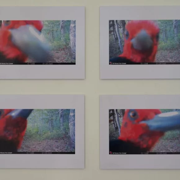 UdeC Campus Chillán inaugura exposición de fototrampeo que revela registros del bosque andino de araucarias